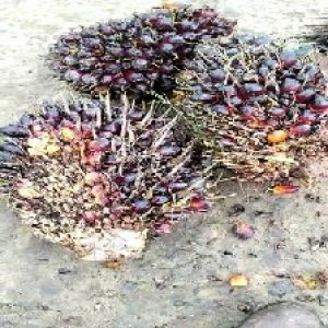 underripe_valid (318).jpg