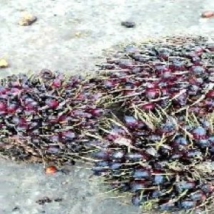 underripe_valid (319).jpg