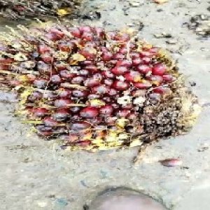 underripe_valid (32).jpg