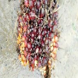 underripe_valid (34).jpg