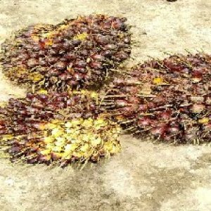 underripe_valid (84).jpg