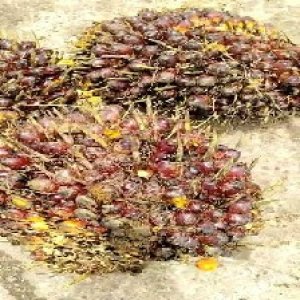 underripe_valid (85).jpg