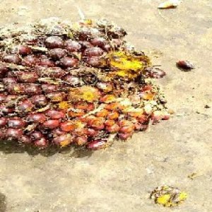 underripe_valid (9).jpg