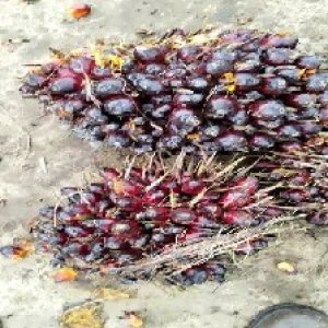 underripe_valid (94).jpg