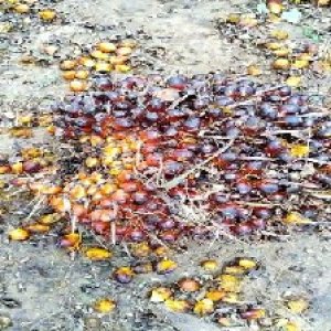 underripe_valid (97).jpg