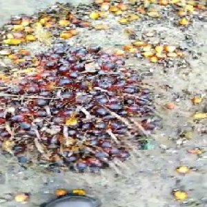 underripe_valid (98).jpg