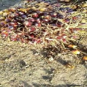 unripe_valid (10).jpg