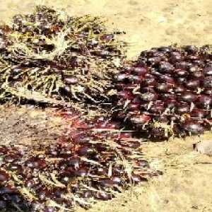 unripe_valid (100).jpg