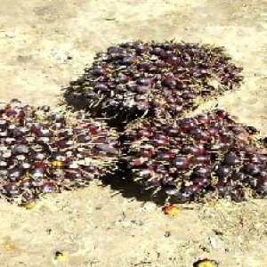 unripe_valid (103).jpg