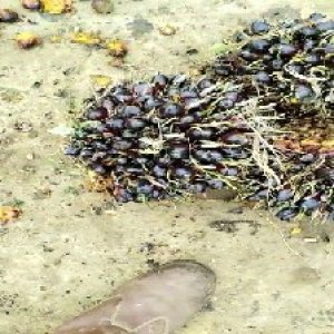 unripe_valid (107).jpg