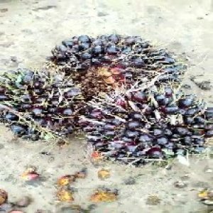 unripe_valid (108).jpg