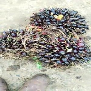 unripe_valid (109).jpg