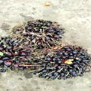 unripe_valid (110).jpg