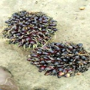 unripe_valid (112).jpg