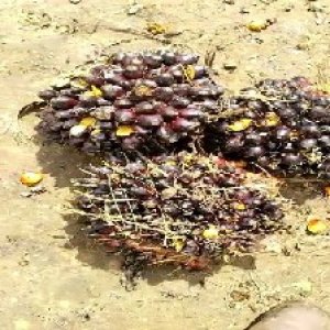 unripe_valid (117).jpg