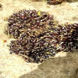 unripe_valid (126).jpg