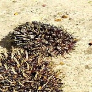 unripe_valid (135).jpg