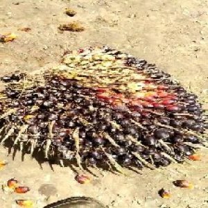 unripe_valid (136).jpg