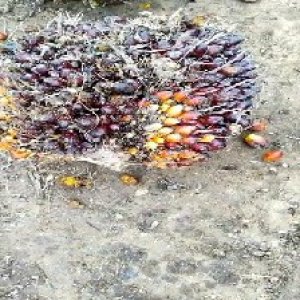 unripe_valid (14).jpg