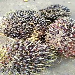 unripe_valid (144).jpg