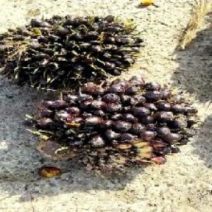 unripe_valid (157).jpg