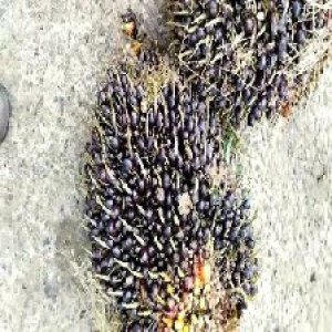 unripe_valid (160).jpg