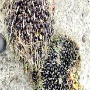 unripe_valid (161).jpg