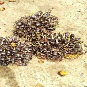 unripe_valid (164).jpg