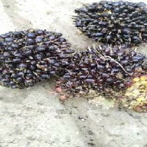 unripe_valid (170).jpg