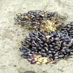 unripe_valid (174).jpg