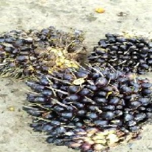 unripe_valid (175).jpg