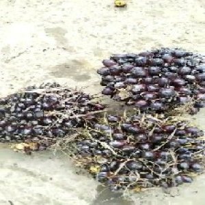 unripe_valid (180).jpg