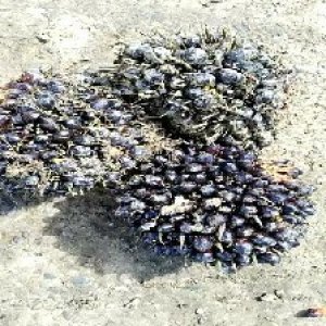 unripe_valid (191).jpg