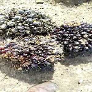 unripe_valid (193).jpg