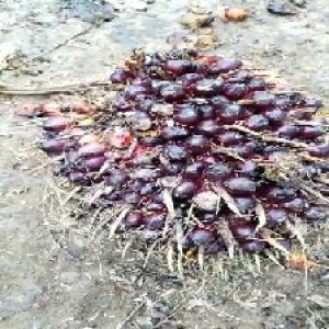 unripe_valid (2).jpg