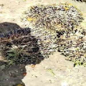 unripe_valid (200).jpg