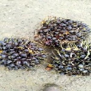 unripe_valid (201).jpg