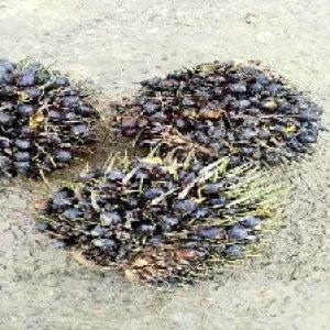 unripe_valid (202).jpg