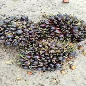 unripe_valid (203).jpg