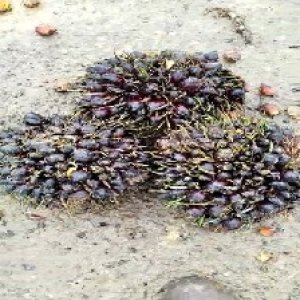 unripe_valid (204).jpg