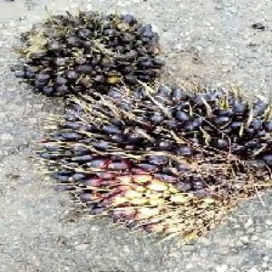 unripe_valid (208).jpg