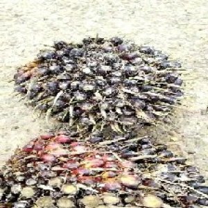 unripe_valid (209).jpg