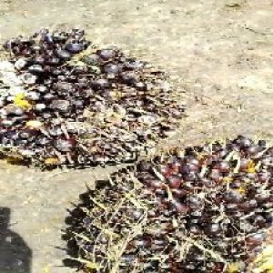 unripe_valid (211).jpg