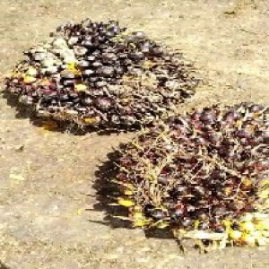 unripe_valid (212).jpg