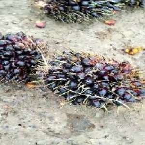 unripe_valid (219).jpg