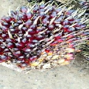 unripe_valid (22).jpg