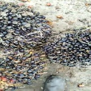 unripe_valid (220).jpg