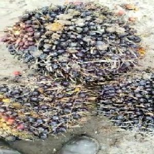 unripe_valid (221).jpg