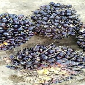 unripe_valid (225).jpg