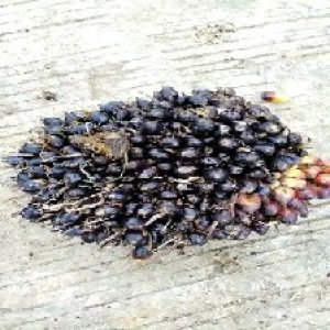 unripe_valid (230).jpg